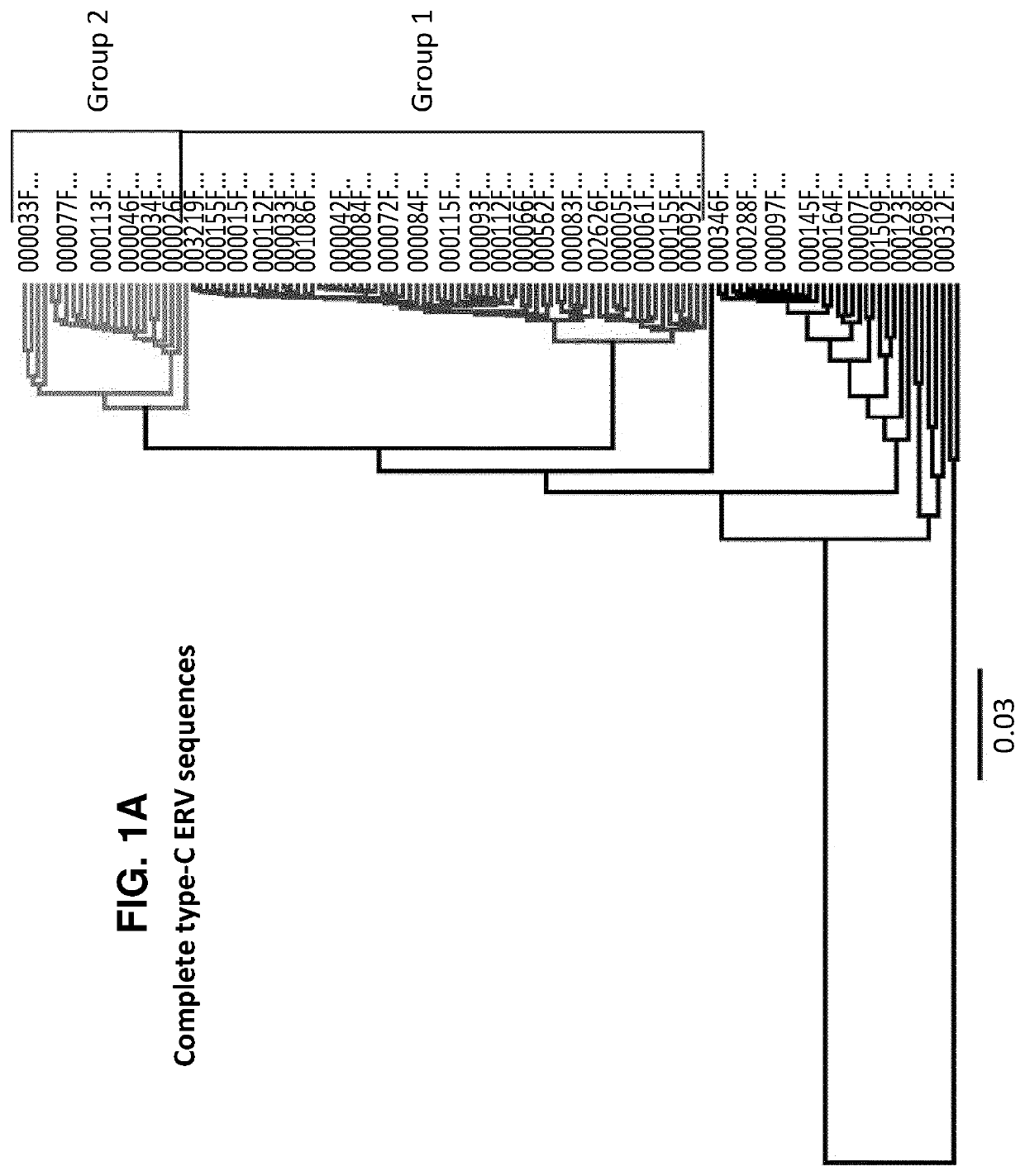 Characterization and inactivation of endogenous retroviruses in chinese hamster ovary cells