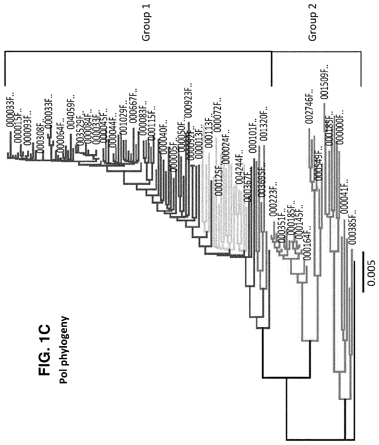 Characterization and inactivation of endogenous retroviruses in chinese hamster ovary cells