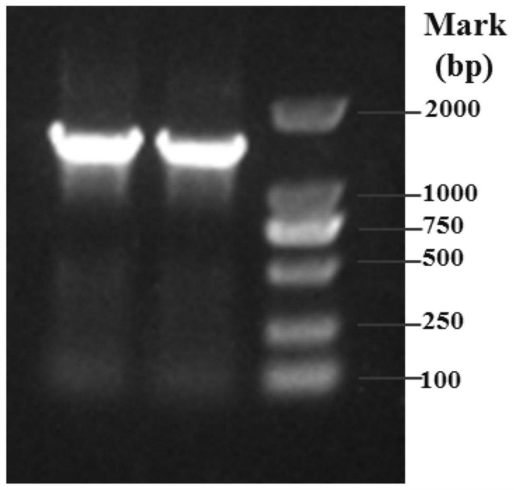 A kind of organic solvent-resistant high-efficiency galactosidase and its application