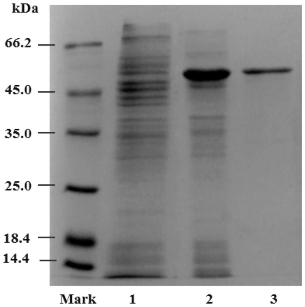 A kind of organic solvent-resistant high-efficiency galactosidase and its application