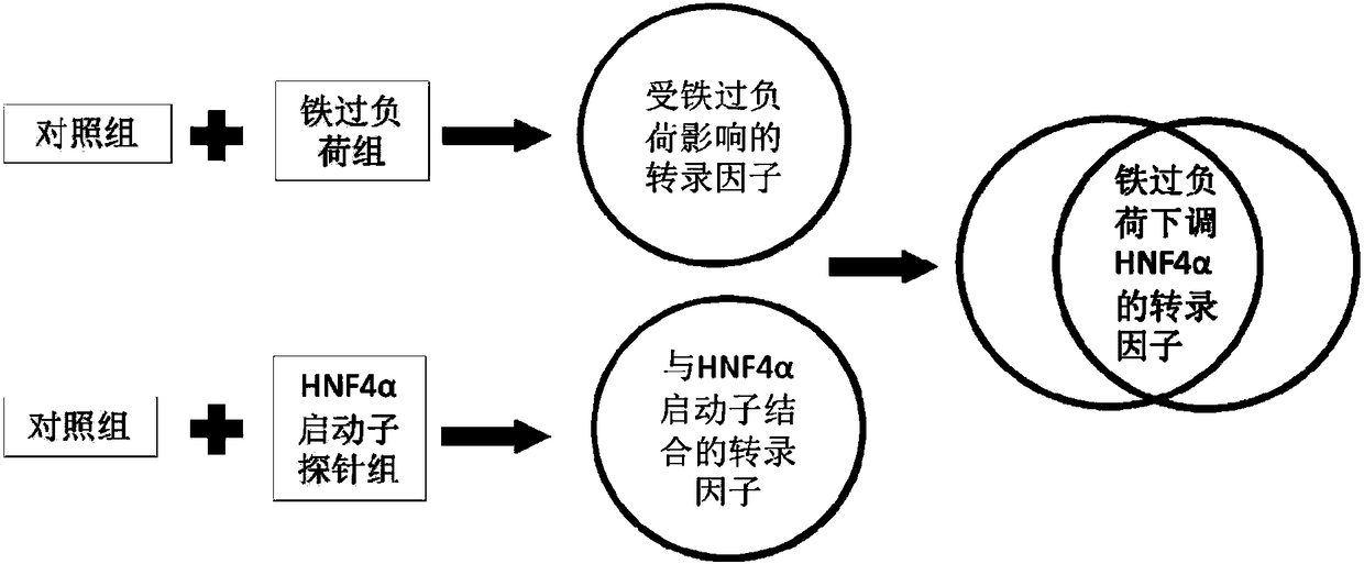 Transcription factor chip kit and method for high throughput screening of target gene transcription factor