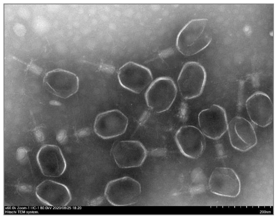 Salmonella enteritidis bacteriophage SEP37 and electrochemical impedance spectroscopy sensor and detection method thereof