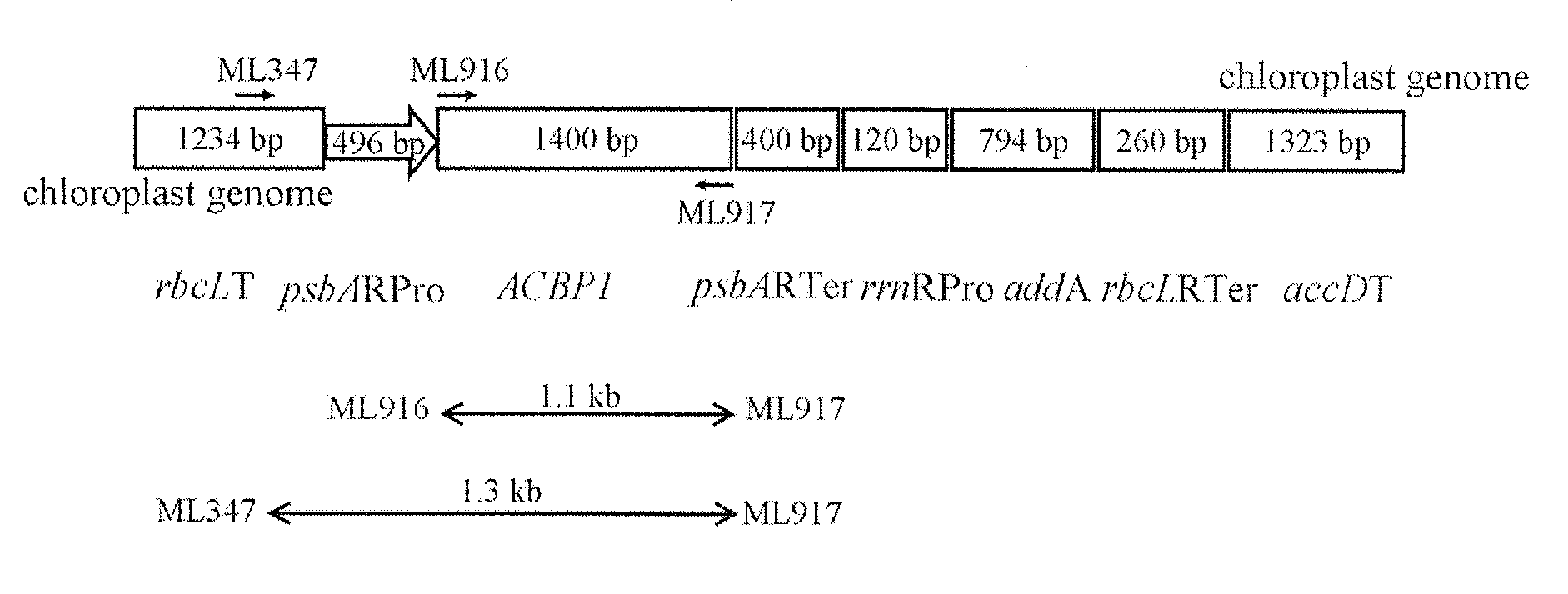 Methods of Using Transformed Plants Expressing Plant-Derived Acyl-CoEnzyme-A-Binding Proteins in Phytoremediation