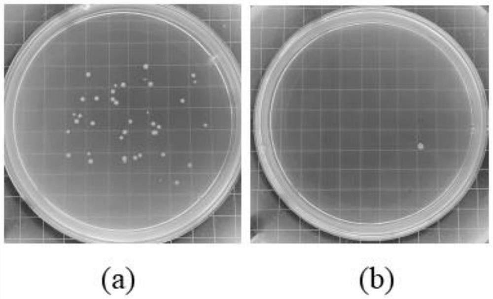 Nanometer zinc oxide/artemisia annua volatile oil/epoxy resin high-performance antibacterial material and preparation method thereof