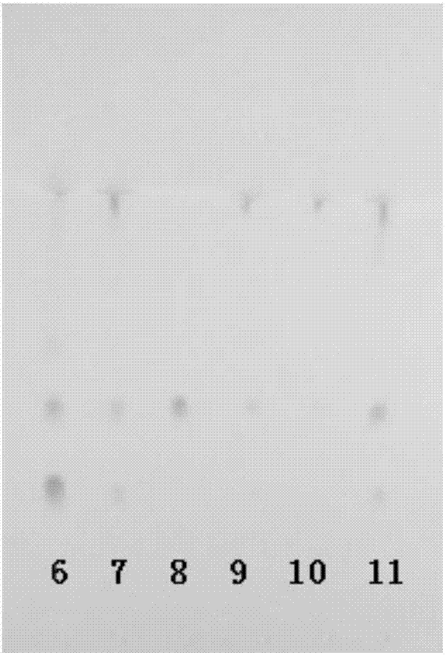 TLC Identification of Motherwort in Yixuan Granules