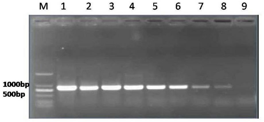Polymerase chain reaction (PCR) detection kit for maize curvularia leaf spot and detection method for PCR detection kit