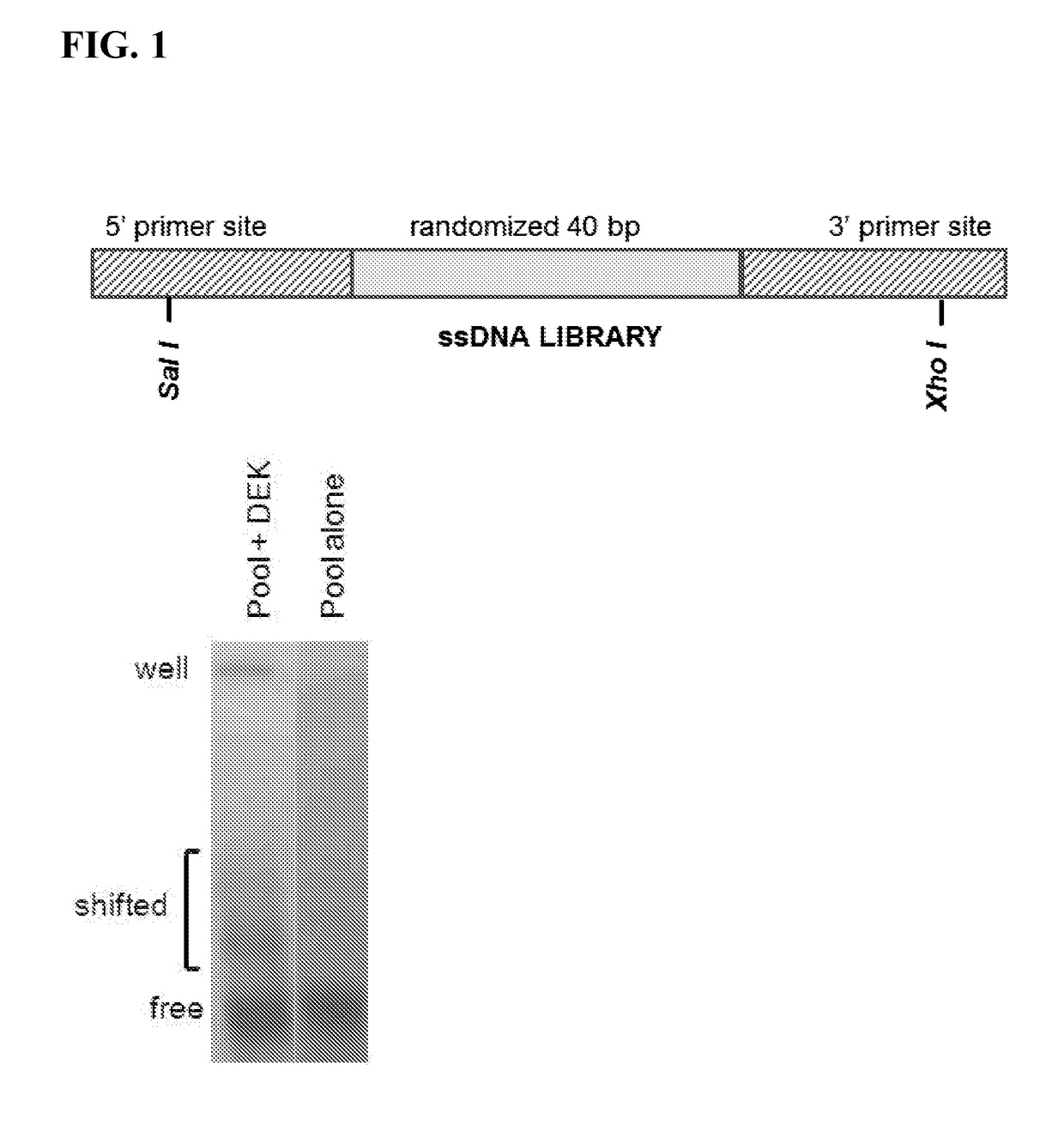 Inhibitors of dek protein and related methods