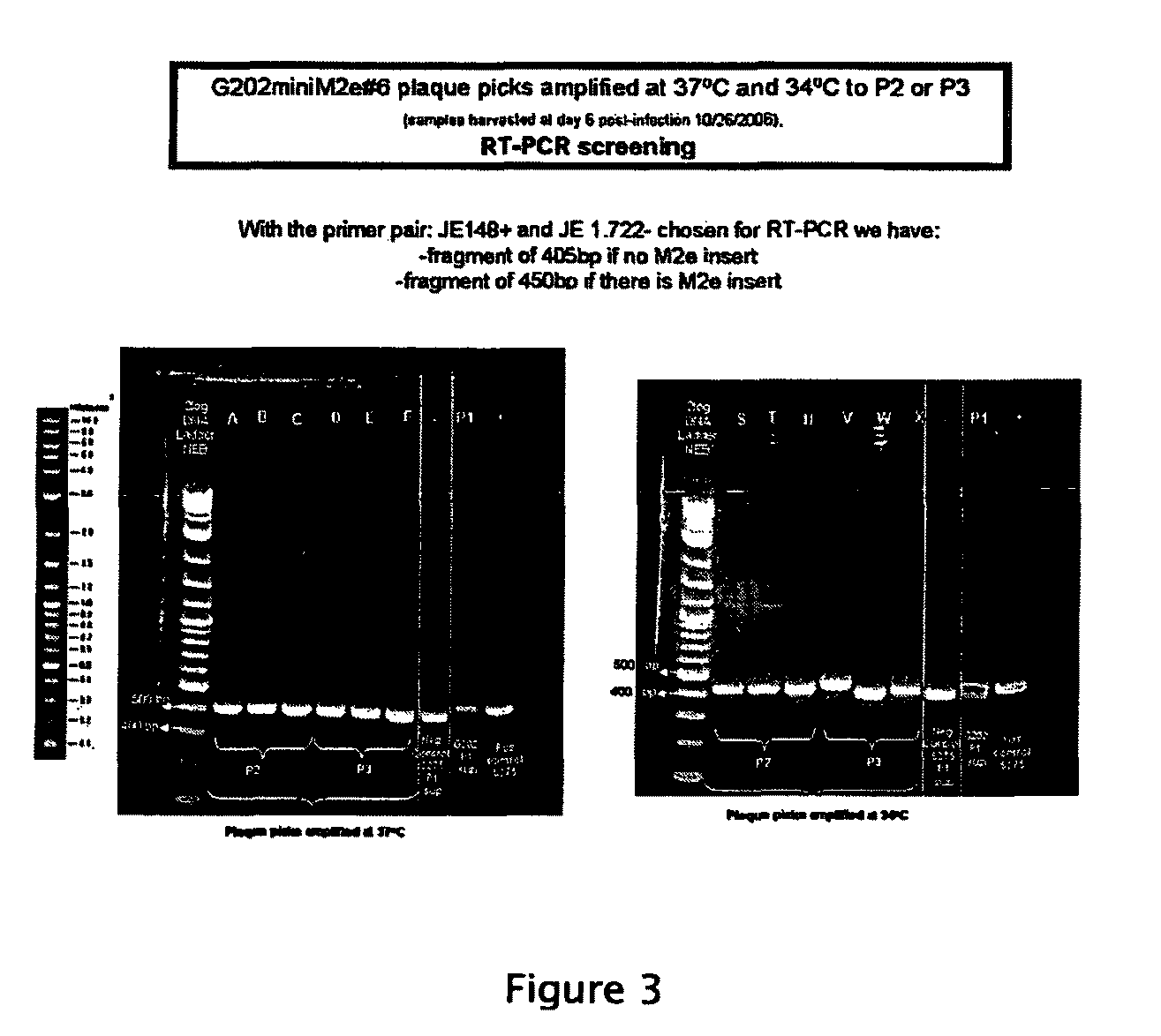 Flavivirus vaccine vector against influenza virus