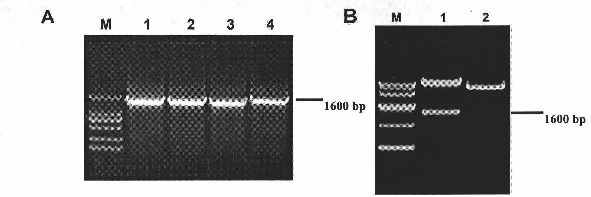 Maize DWF4 gene and expression vector, application and plant thereof