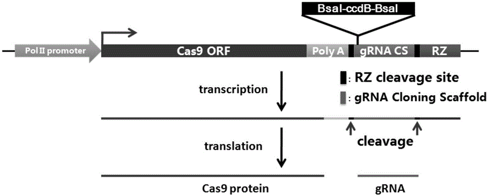 CRISPR/Cas9 single transcription unit directionally modified backbone vector and application thereof
