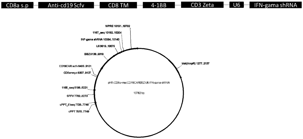 CD19-CAR-T (Chimeric Antigen Receptor T) cell interfering with IFN (interferon)-gama expression and application thereof