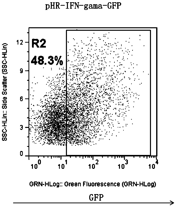 CD19-CAR-T (Chimeric Antigen Receptor T) cell interfering with IFN (interferon)-gama expression and application thereof