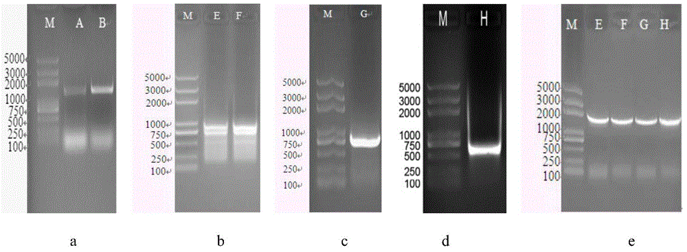 Asperugo procumbens delta6-fatty acid desaturase ApD6D gene family as well as recombinant expression vector and application thereof