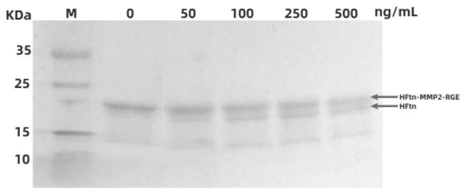 Ferritin nanoparticles of C-terminal modified tumor penetrating peptide RGERPPR and preparation method and application of ferritin nanoparticles