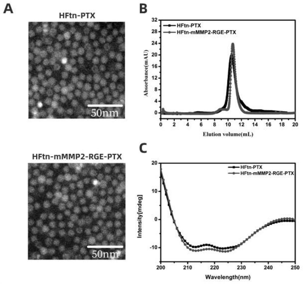 Ferritin nanoparticles of C-terminal modified tumor penetrating peptide RGERPPR and preparation method and application of ferritin nanoparticles