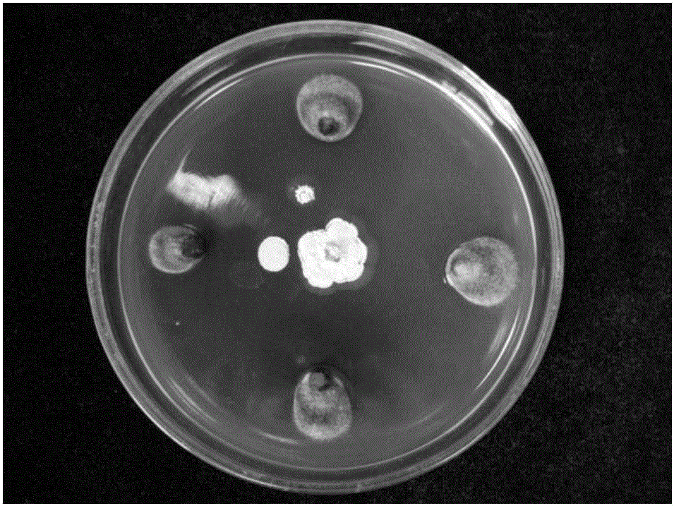 Streptomyces having inhibiting effect on Corynespora cassiicola and application of Streptomyces