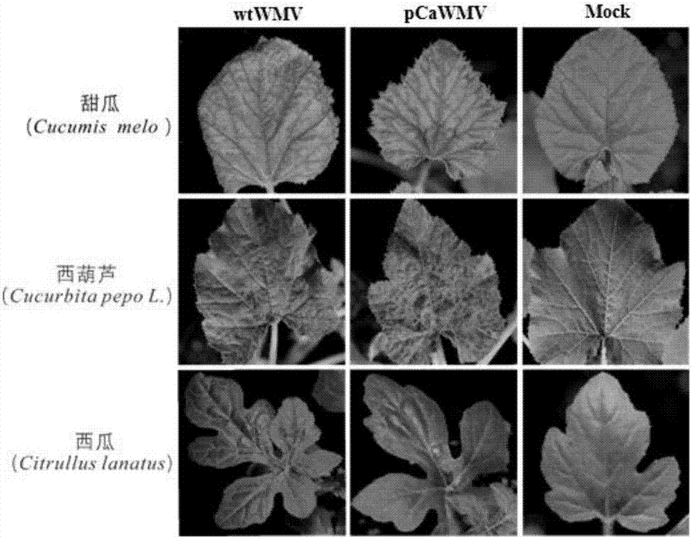 Construction and application of infectious clone expression vector of watermelon mosaic virus