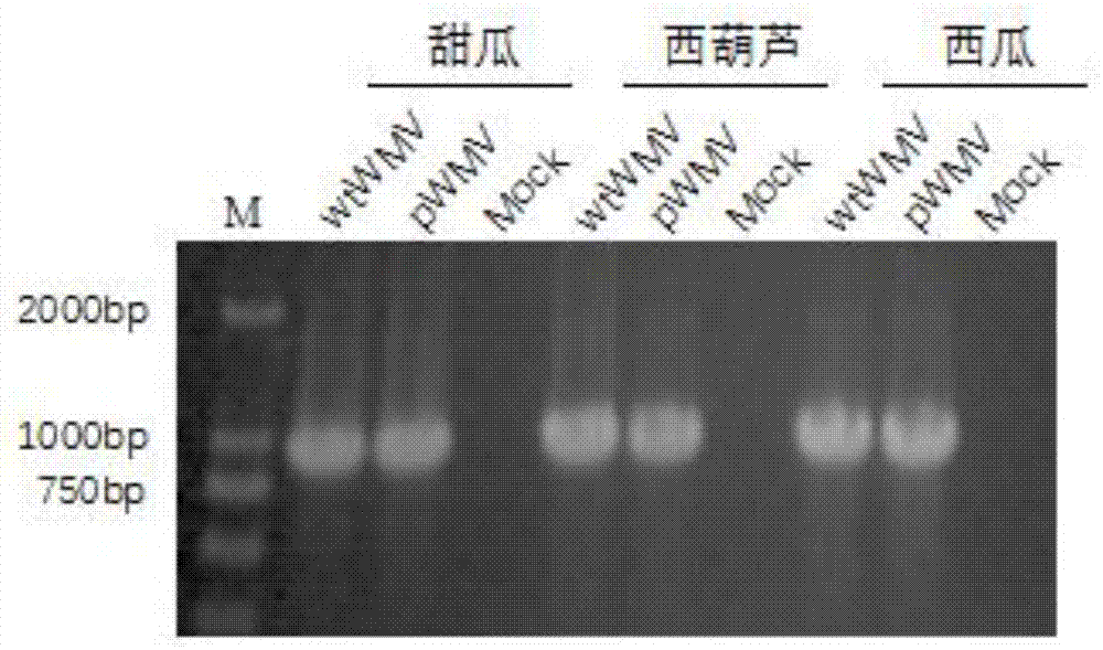 Construction and application of infectious clone expression vector of watermelon mosaic virus