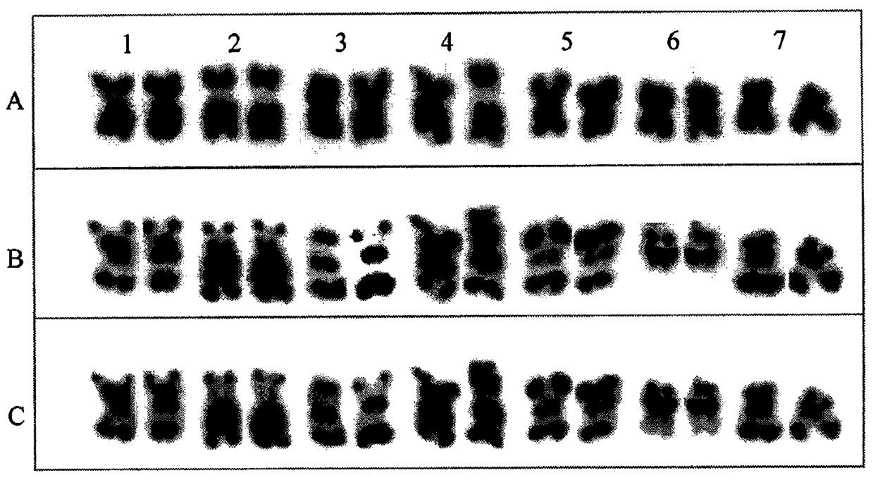 Method for quickly establishing metaphase chromosome karyotype of cucumber through genomic in-situ hybridization