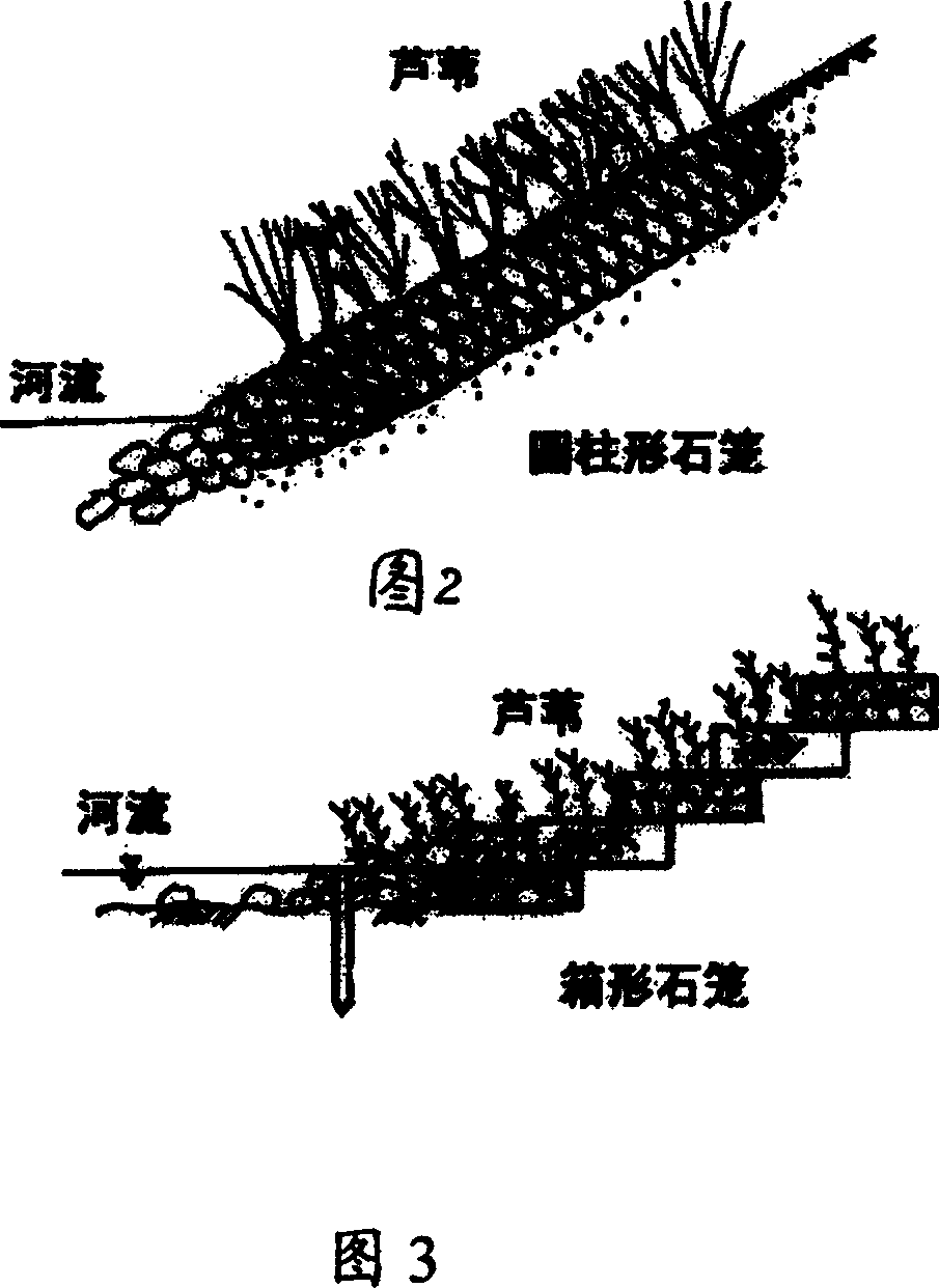 Engineering method for recovering degenerated river bank by reed