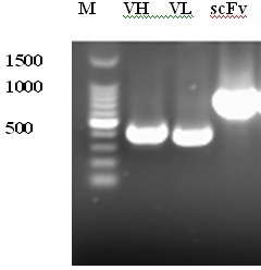 ScFv antibody for resisting H5N1 type highly-pathogenic avian influenza and application thereof