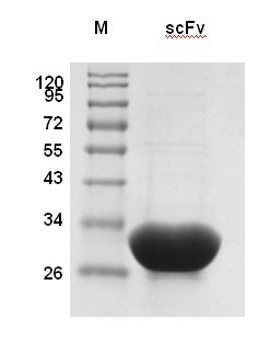 ScFv antibody for resisting H5N1 type highly-pathogenic avian influenza and application thereof