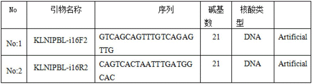 Specific gene primers for identifying sparrow gender and application thereof