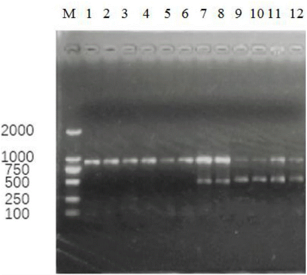 Specific gene primers for identifying sparrow gender and application thereof