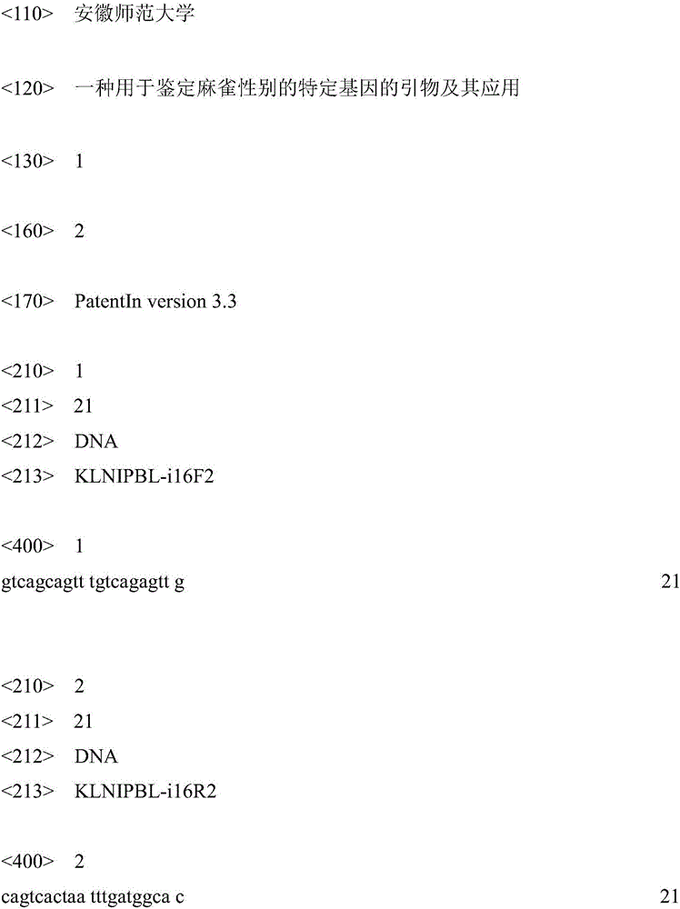 Specific gene primers for identifying sparrow gender and application thereof