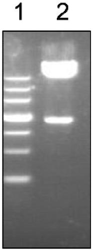 A kind of Pseudomonas aeruginosa recombinant protein vac33 and its preparation method and application