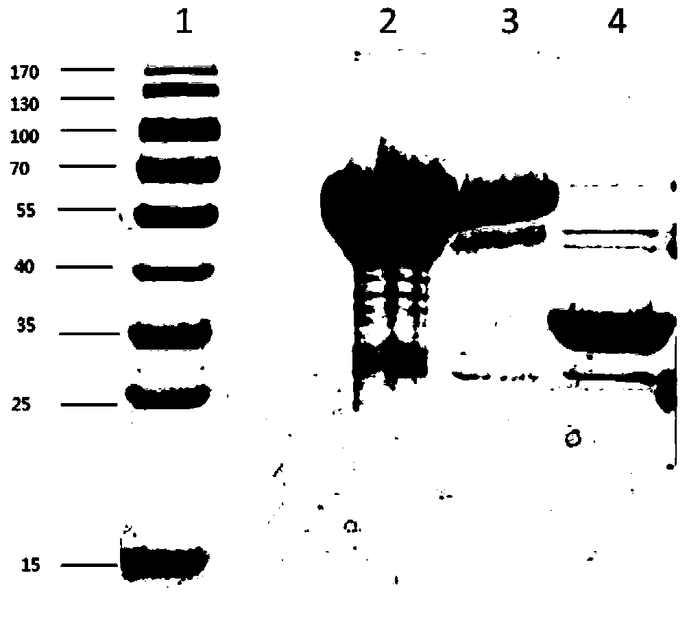 A kind of Pseudomonas aeruginosa recombinant protein vac33 and its preparation method and application