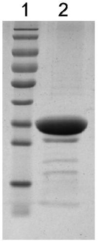 A kind of Pseudomonas aeruginosa recombinant protein vac33 and its preparation method and application