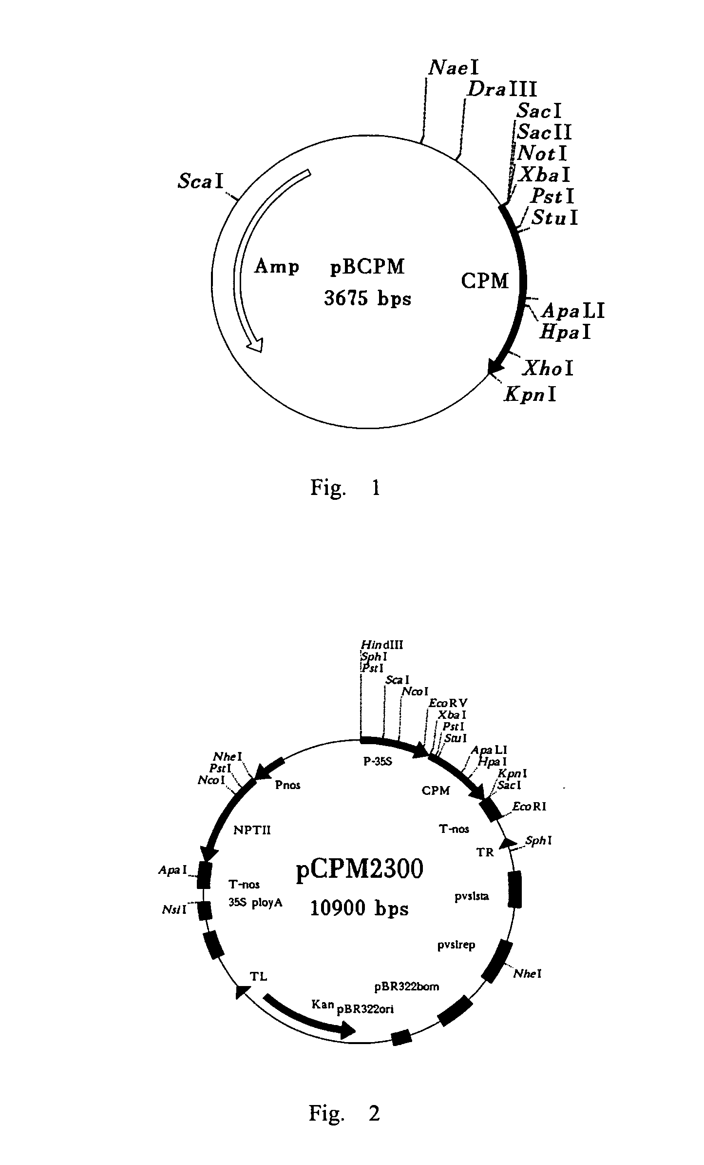 Method for cultivating transgenic plants with high virus resistance and the use thereof