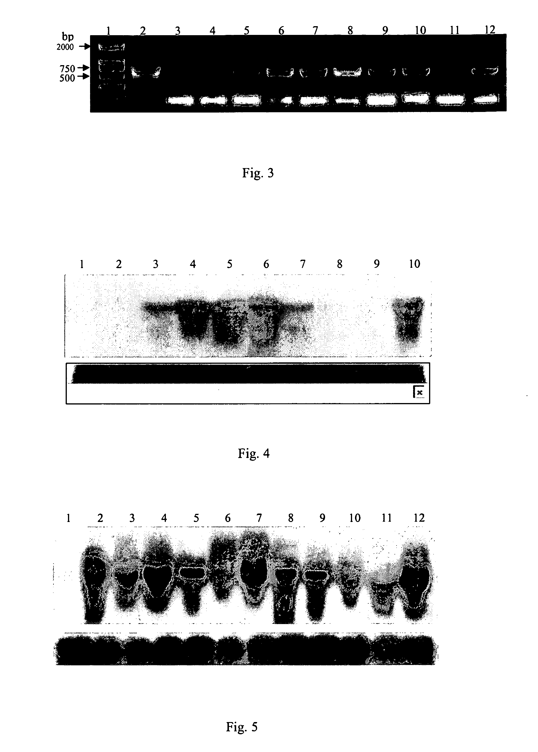 Method for cultivating transgenic plants with high virus resistance and the use thereof