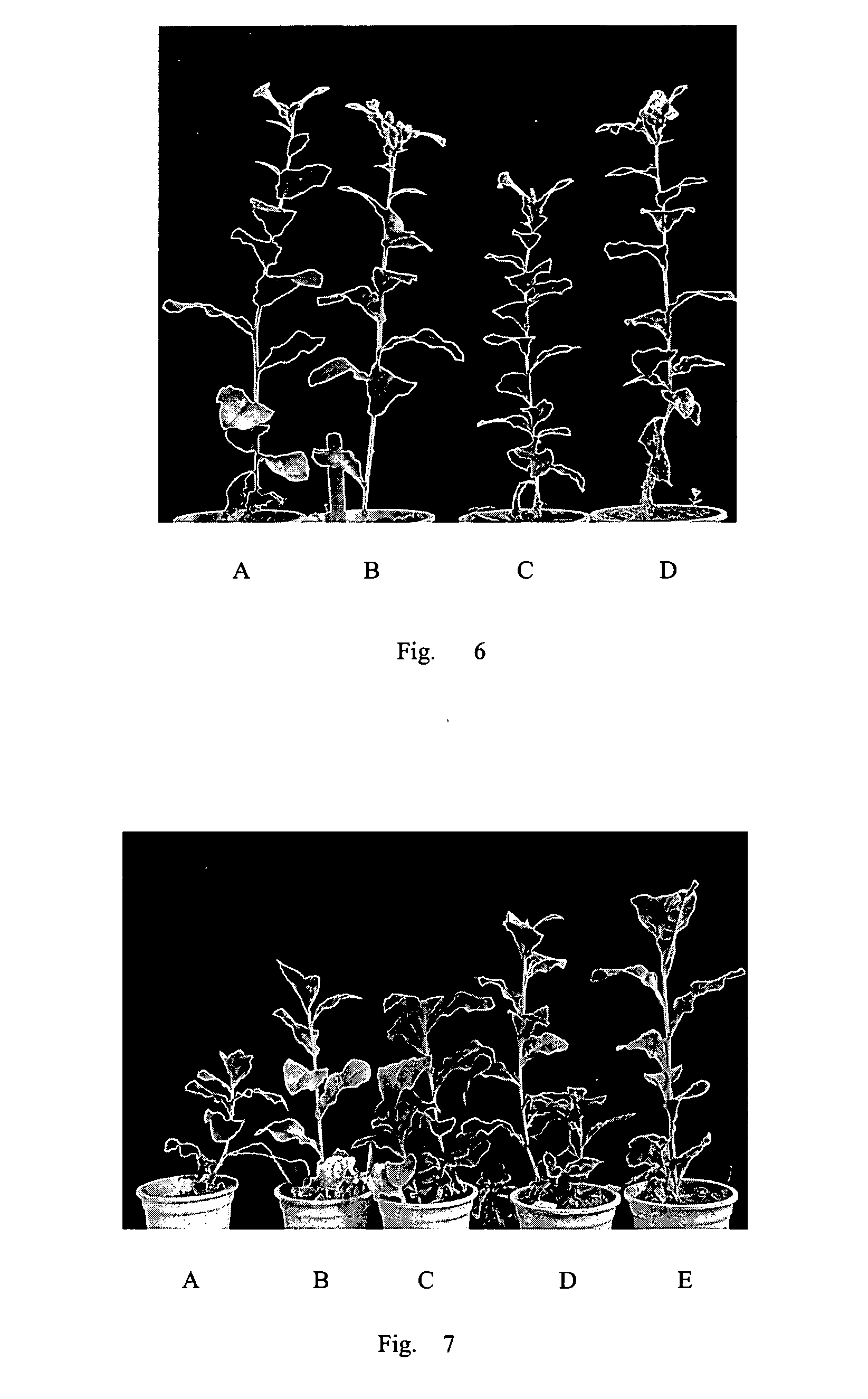 Method for cultivating transgenic plants with high virus resistance and the use thereof