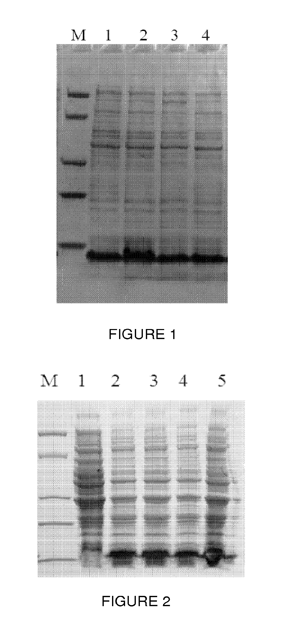 Protein a mutants having high alkali resistance and methods of use thereof