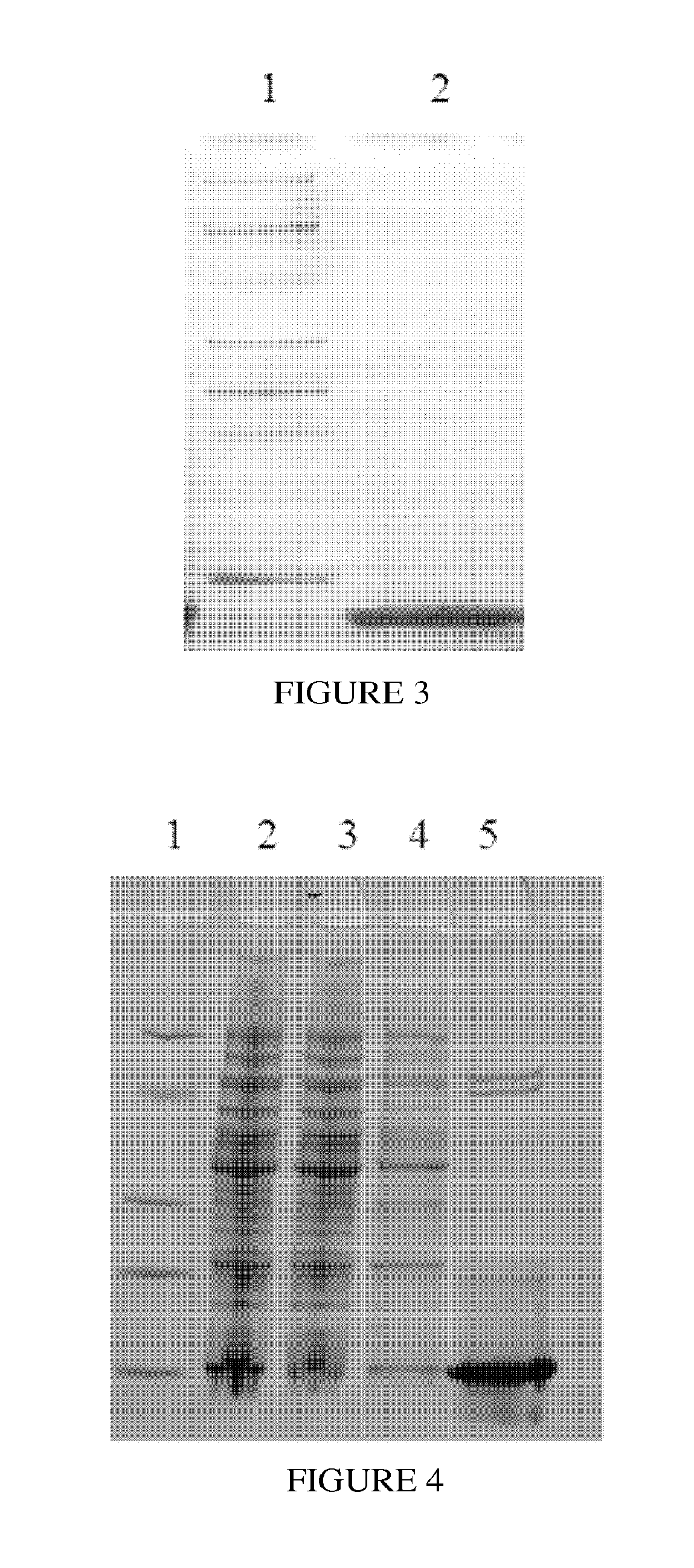 Protein a mutants having high alkali resistance and methods of use thereof