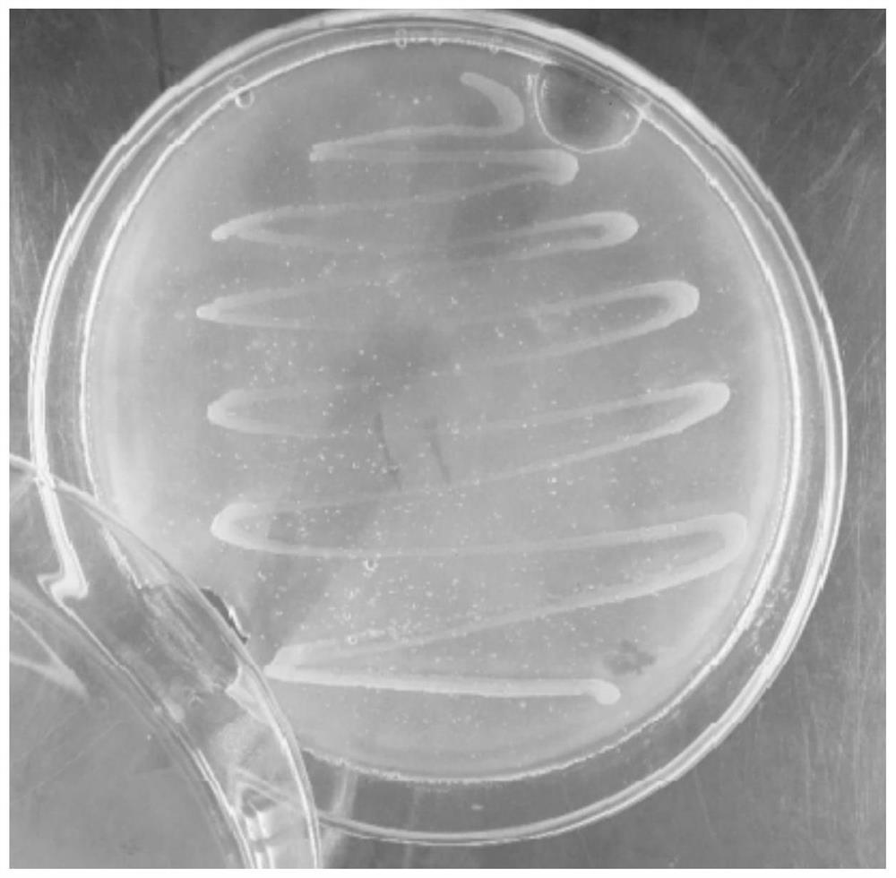 A kind of multifunctional potassium decomposing bacteria and its application