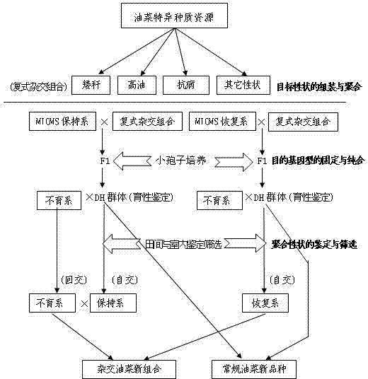 Rapid multi-target property polymerization breeding method for rape