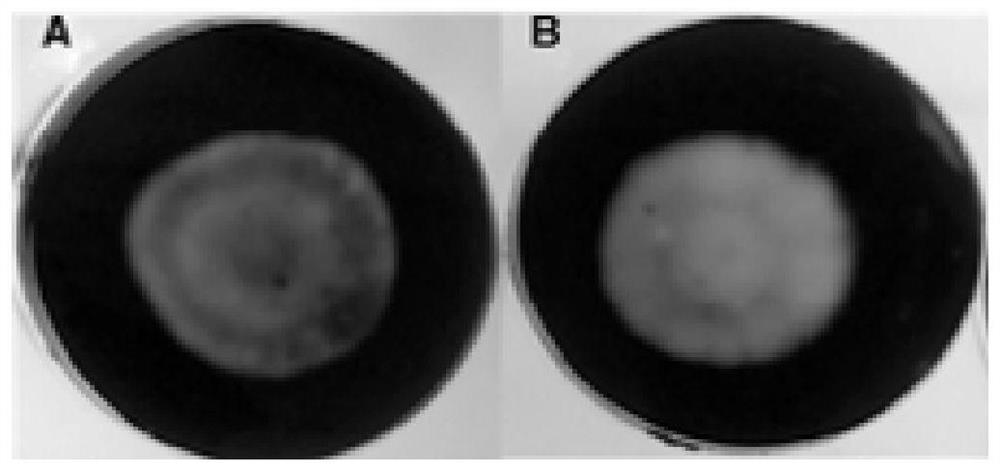 A kind of aspergillus niger bacterial strain that can be used for protein production and application thereof