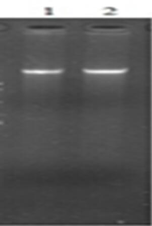 Preparation and applications for mycobacterium tuberculosis PUP protein overexpression strains