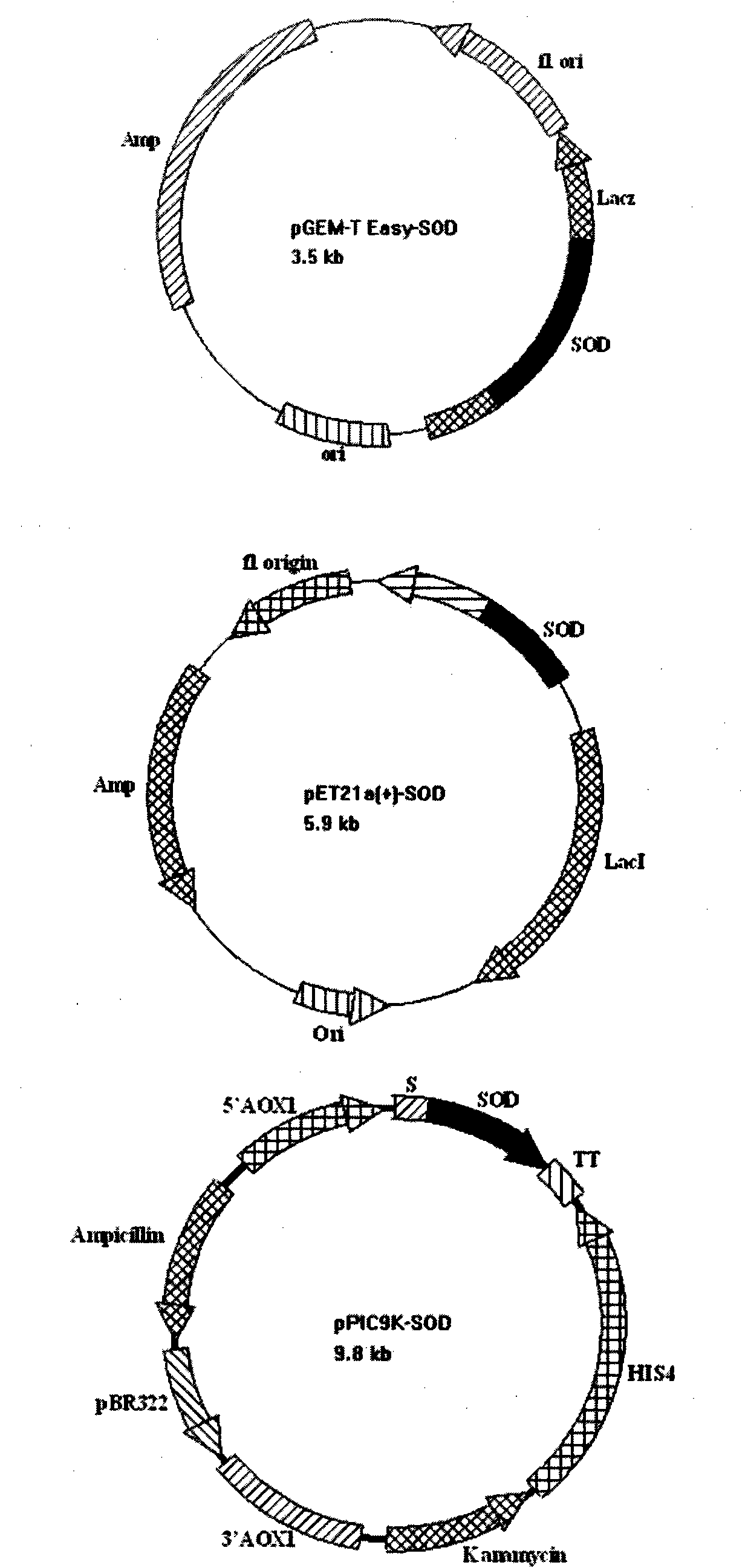 Superoxide dismutase and preparation method thereof