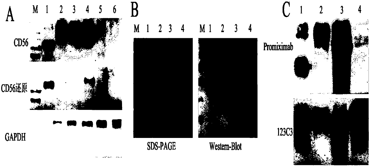 Anti-CD56-antibody and aplysiatoxin coupled composite, and preparation method and application thereof