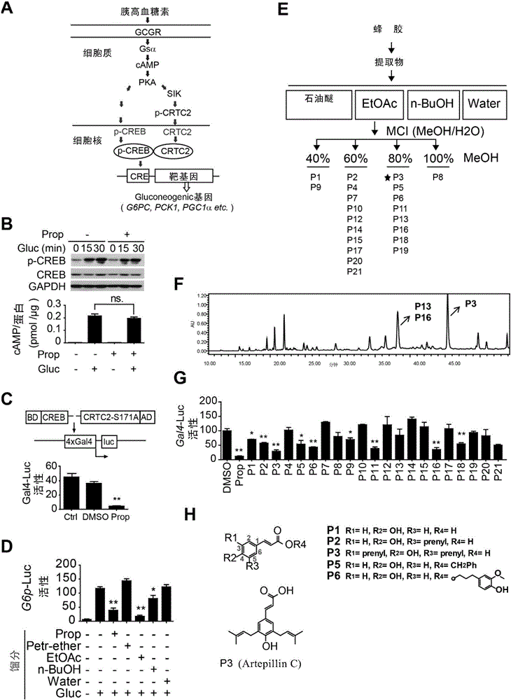 Applications of Artepillin C and analogue thereof in preparing drugs used for preventing metabolic diseases