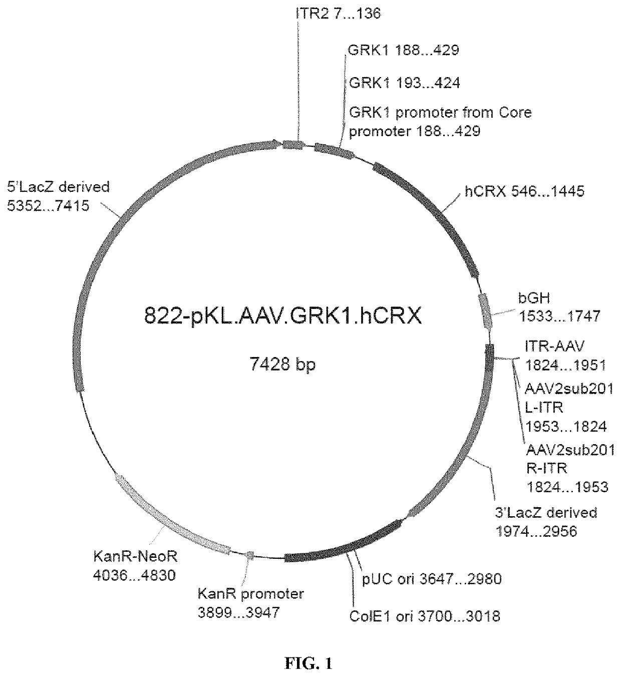 Improved therapeutic method for rare ocular diseases by gene replacement