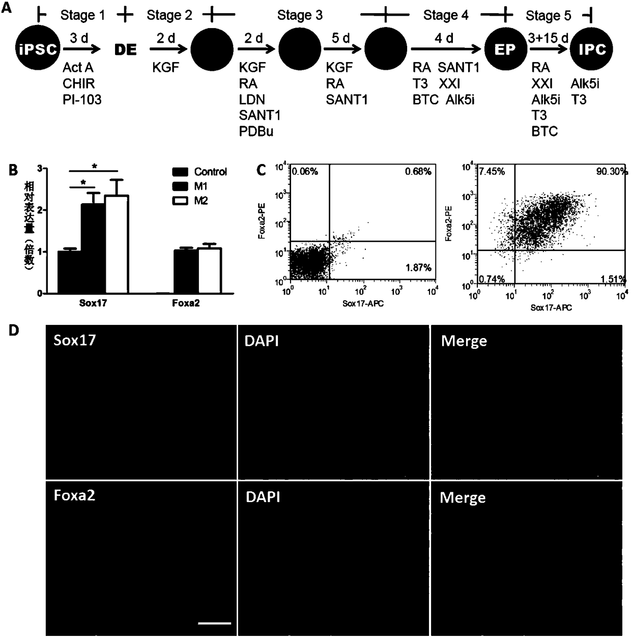 Construction and application of induced pluripotent stem cell line for expressing Pdx1/insulin double reporting genes