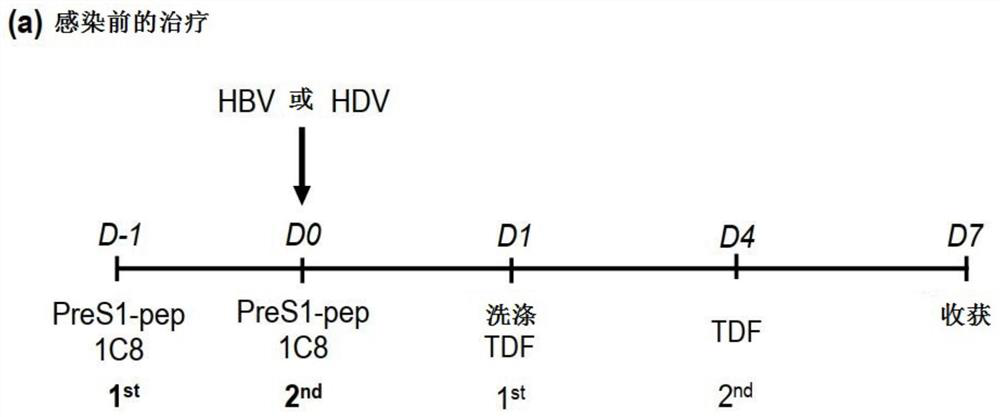 Methods for treating hepatitis b virus (HBV) infection