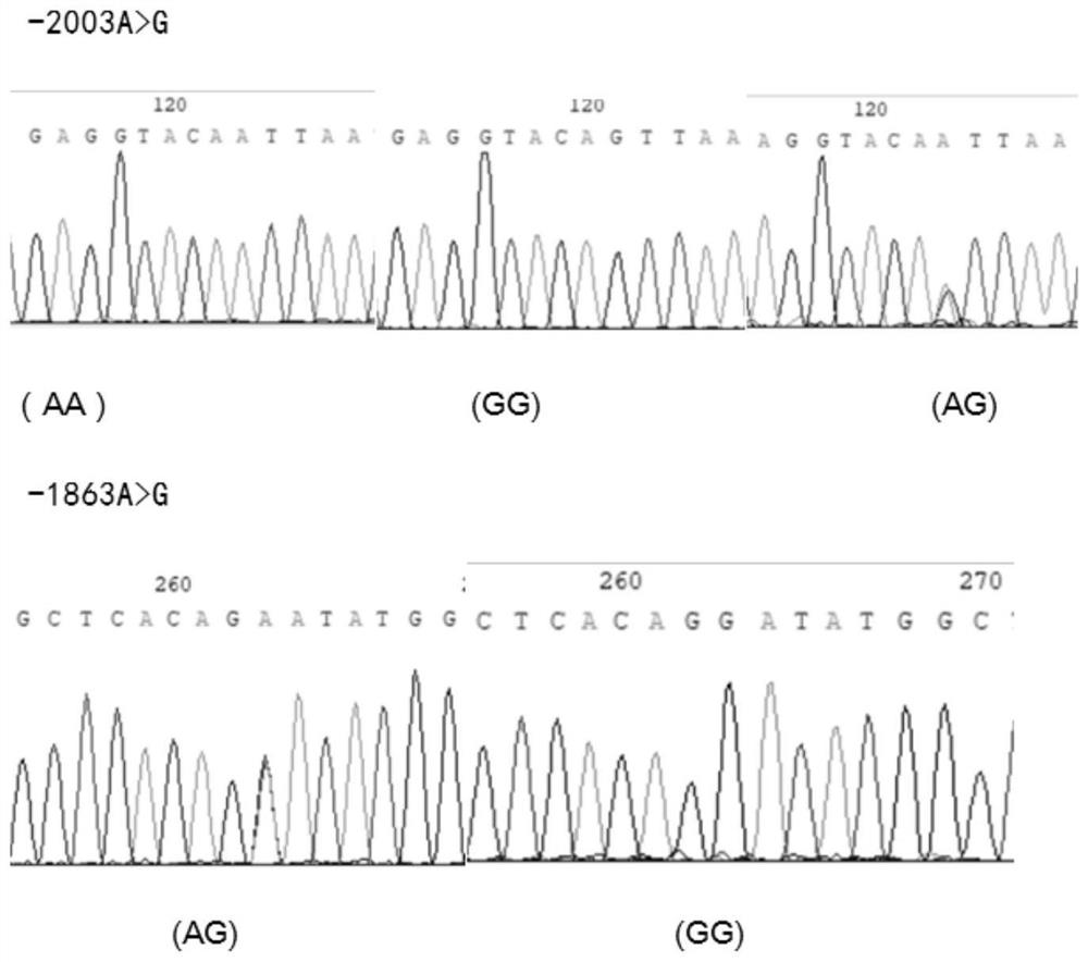 Application of single nucleotide polymorphism of goat MMP9 gene in early selection of lactation character