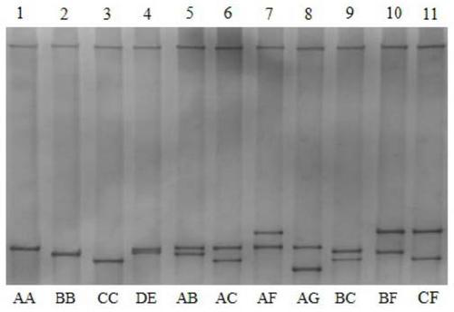 Genetic marker related to goat cashmere fiber diameter and application thereof