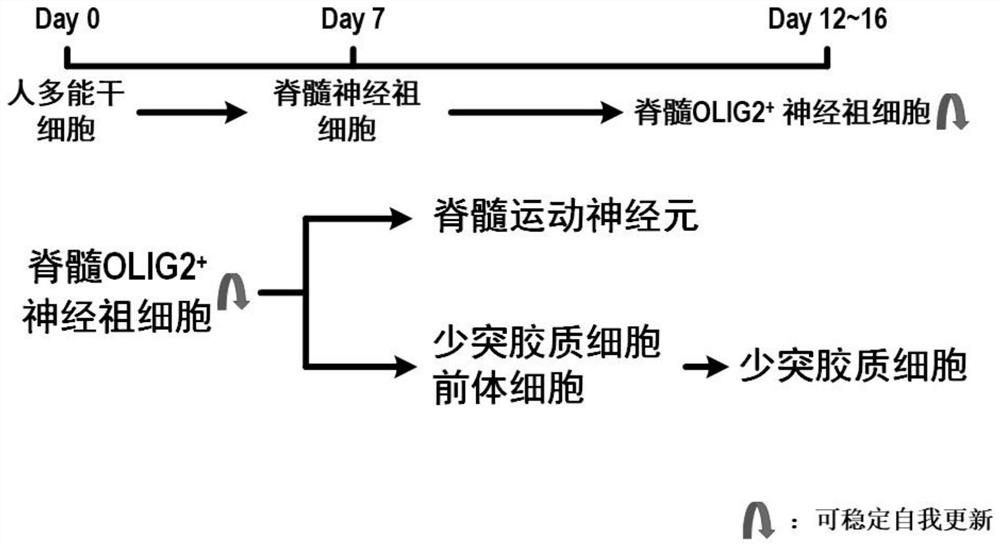 Spinal cord OLIG2&lt;+&gt; nerve progenitor cell induction and self-renewal culture system, induction method and application